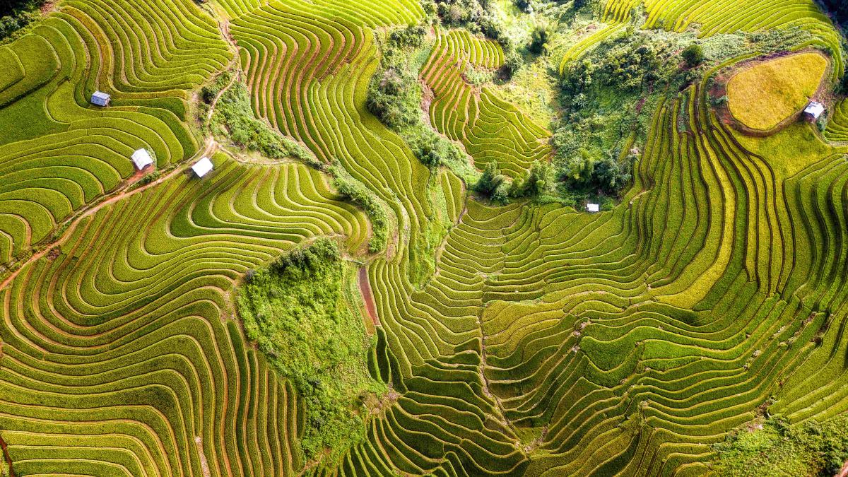 Rice Cultivation Project Regeneration Rice Cultivation Project Regeneration